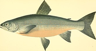 ภาพ ปลา grayi (Salvelinus grayi)