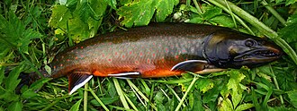 ภาพ ปลา kronocius (Salvelinus kronocius)