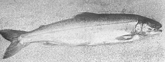 ภาพ ปลา mallochi (Salvelinus mallochi)