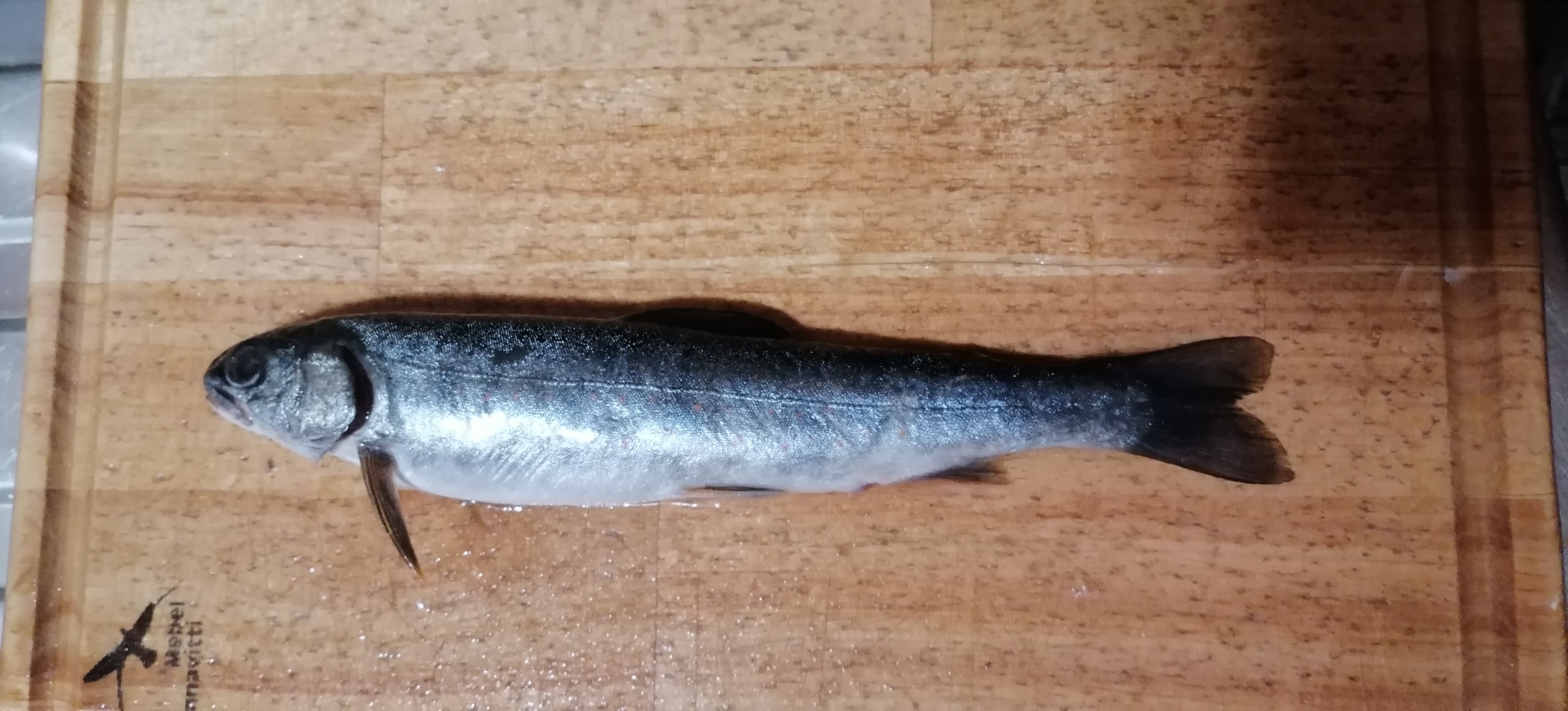 ภาพ ปลา malma (Salvelinus malma)