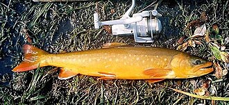 ภาพ ปลา neiva (Salvelinus neiva)