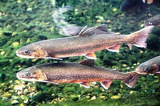 ภาพ ปลา umbla (Salvelinus umbla)