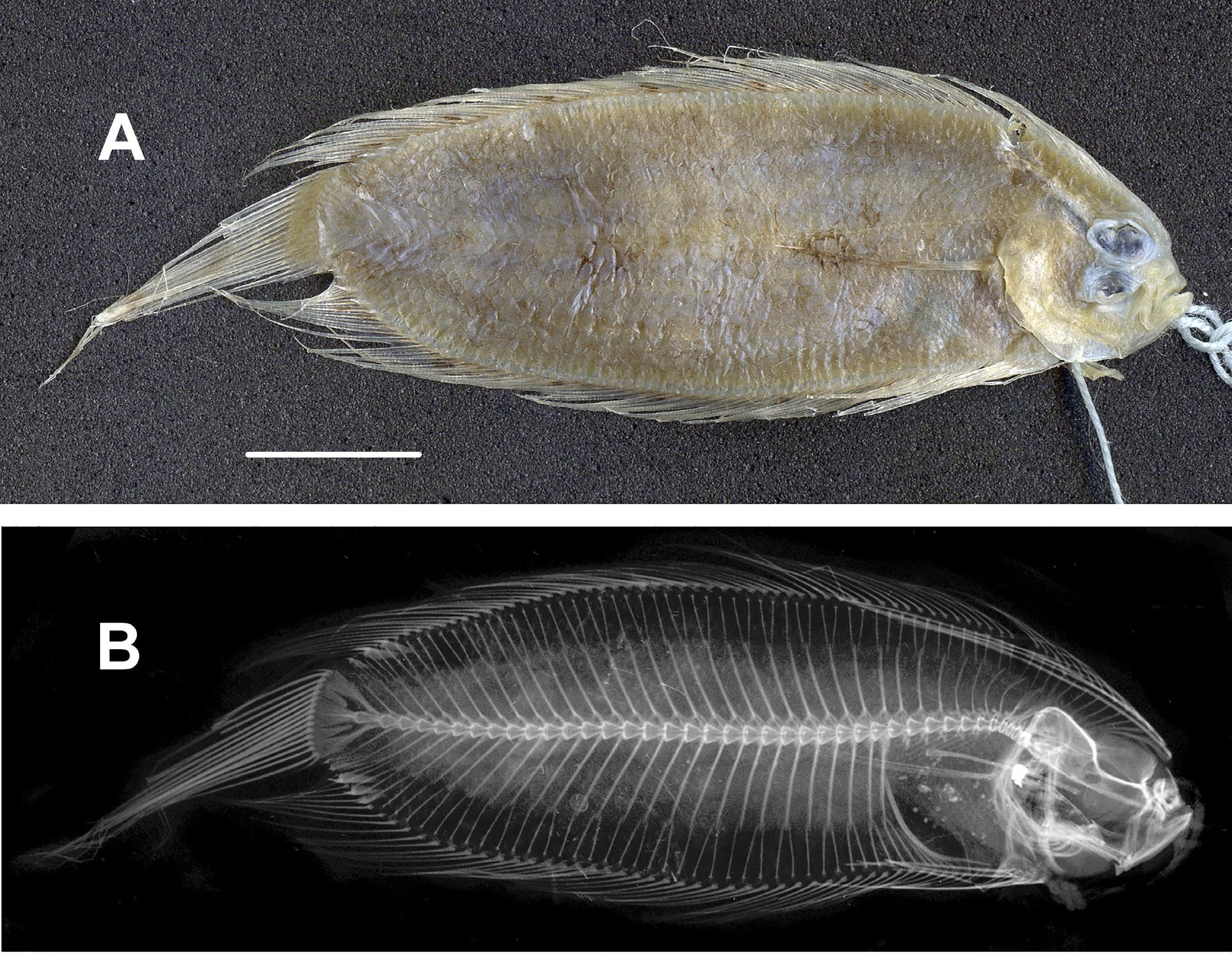 ภาพ ปลา chesterfieldensis (Samaris chesterfieldensis)