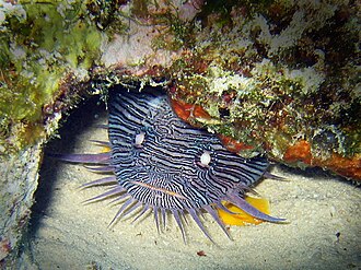 ภาพ ปลา splendidus (Sanopus splendidus)