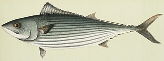 ภาพ ปลา australis (Sarda australis)