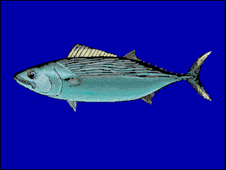 ภาพ ปลา orientalis (Sarda orientalis)