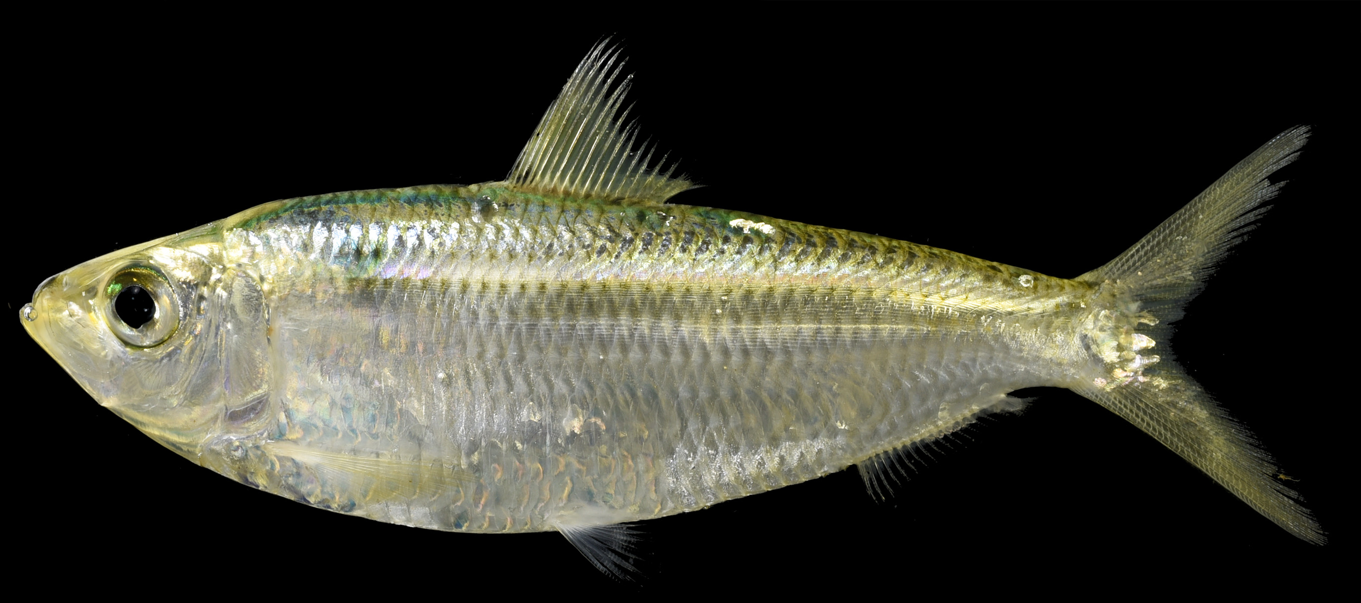 ภาพ ปลา alcyone (Sardinella alcyone)