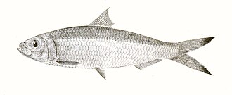 ภาพ ปลา atricauda (Sardinella atricauda)