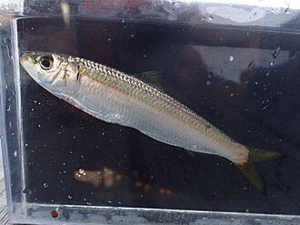 ภาพ ปลา aurita (Sardinella aurita)