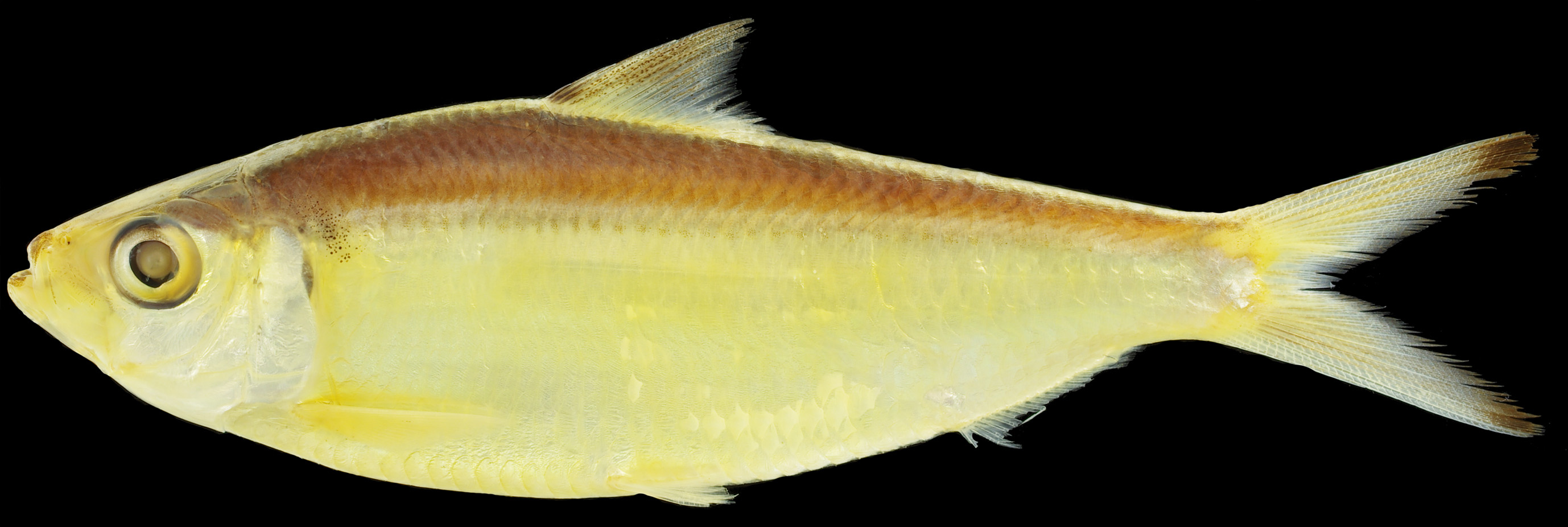 ภาพ ปลา electra (Sardinella electra)