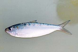 ภาพ ปลา gibbosa (Sardinella gibbosa)