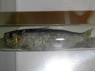 ภาพ ปลา jussieu (Sardinella jussieu)