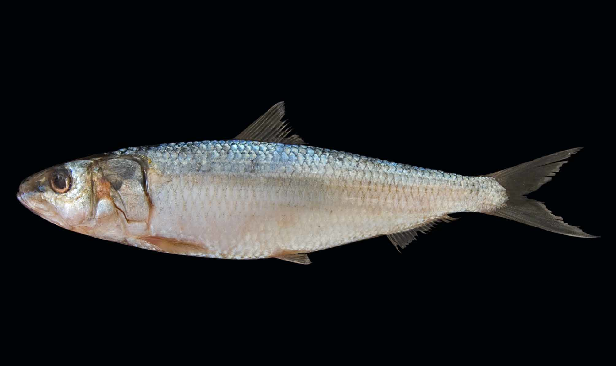 ภาพ ปลา longiceps (Sardinella longiceps)