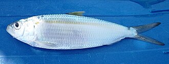 ภาพ ปลา maderensis (Sardinella maderensis)