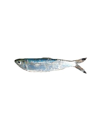 ภาพ ปลา melanura (Sardinella melanura)