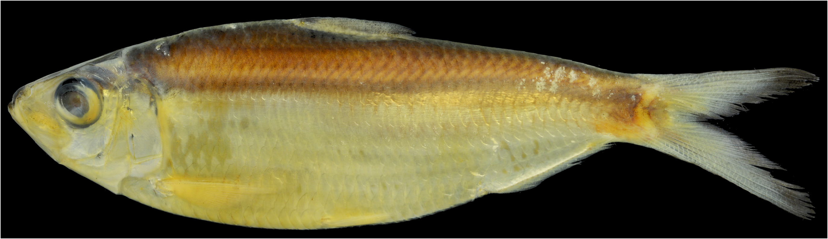 ภาพ ปลา ventura (Sardinella ventura)