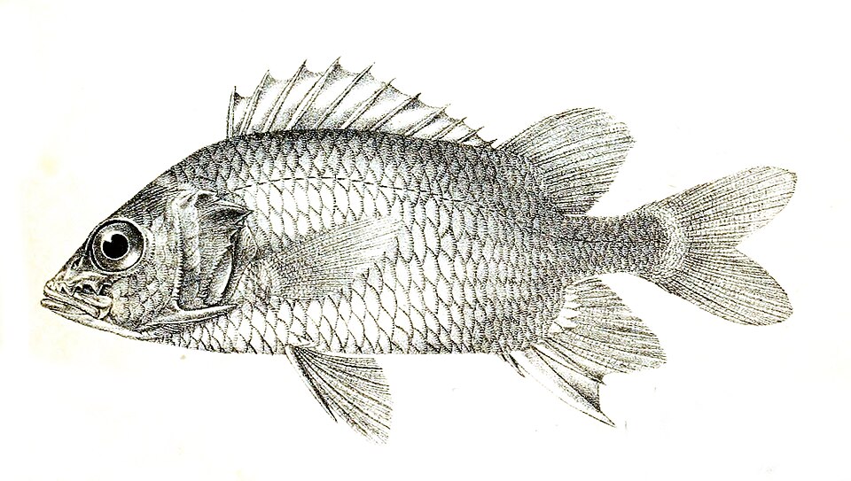 ภาพ ปลาข้าวเม่า caudimaculatum (Sargocentron caudimaculatum)