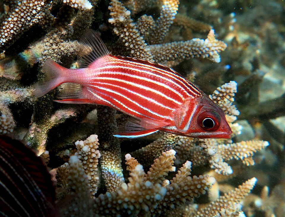 ภาพ ปลาข้าวเม่า diadema (Sargocentron diadema)