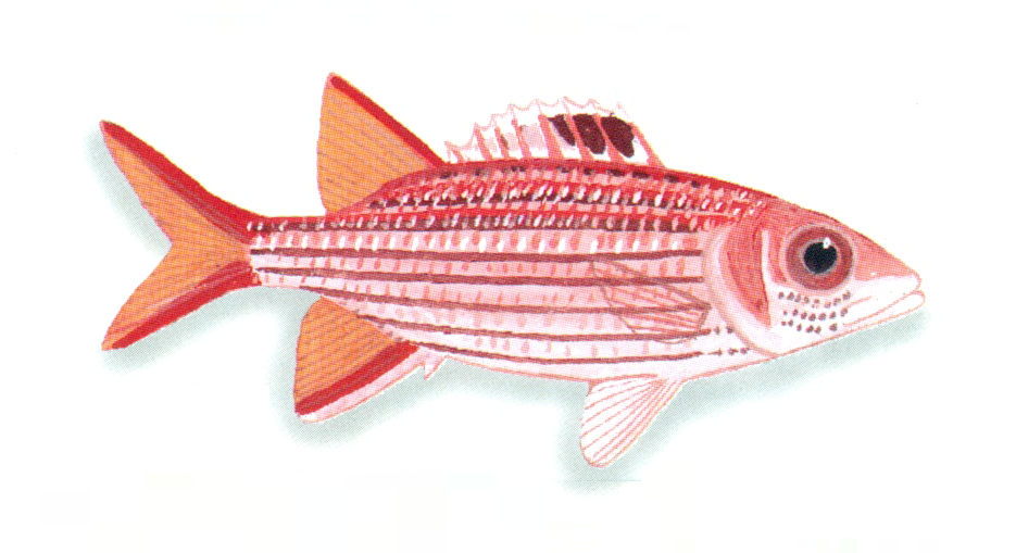 ภาพ ปลาข้าวเม่า dorsomaculatum (Sargocentron dorsomaculatum)