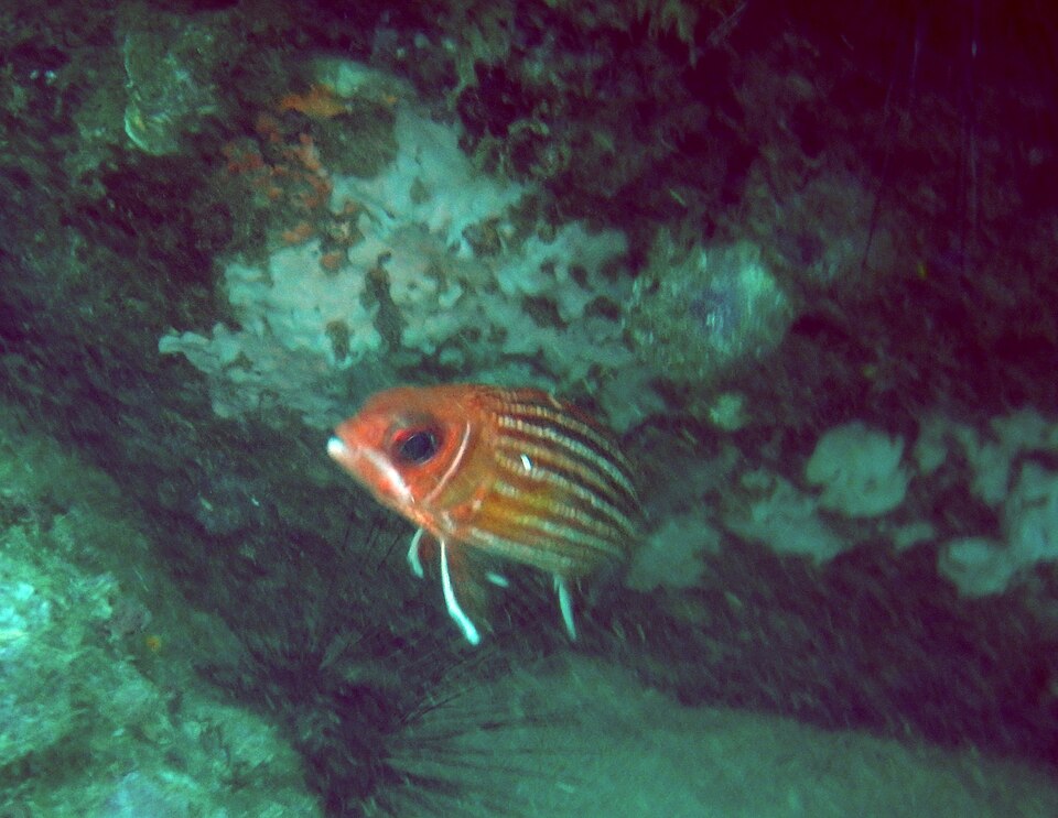 ภาพ ปลาข้าวเม่าแดง (Sargocentron hastatum)