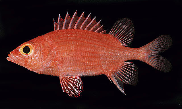 ภาพ ปลาข้าวเม่าหนาม (Sargocentron lepros)