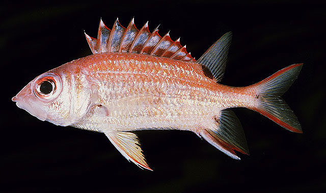 ภาพ ปลาข้าวเม่าสามจุด (Sargocentron melanospilos)