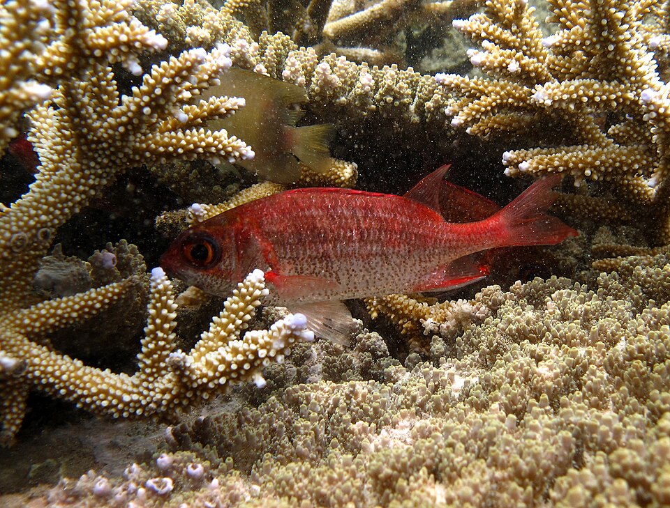 ภาพ ปลาข้าวเม่า punctatissimum (Sargocentron punctatissimum)