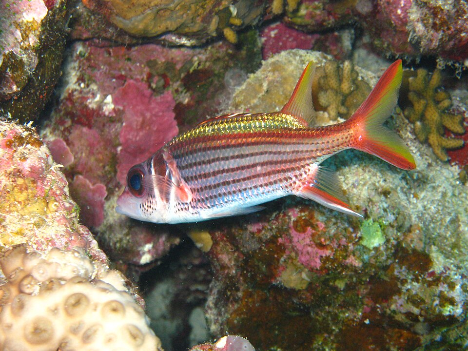 ภาพ ปลาข้าวเม่าน้ำลึกลายแดง (Sargocentron rubrum)