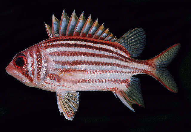 ภาพ ปลาข้าวเม่า seychellense (Sargocentron seychellense)