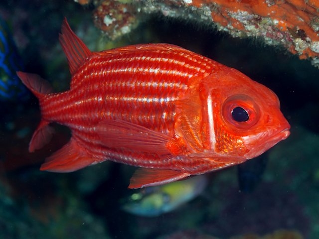 ภาพ ปลาข้าวเม่าแปซิฟิก (Sargocentron spinosissimum)
