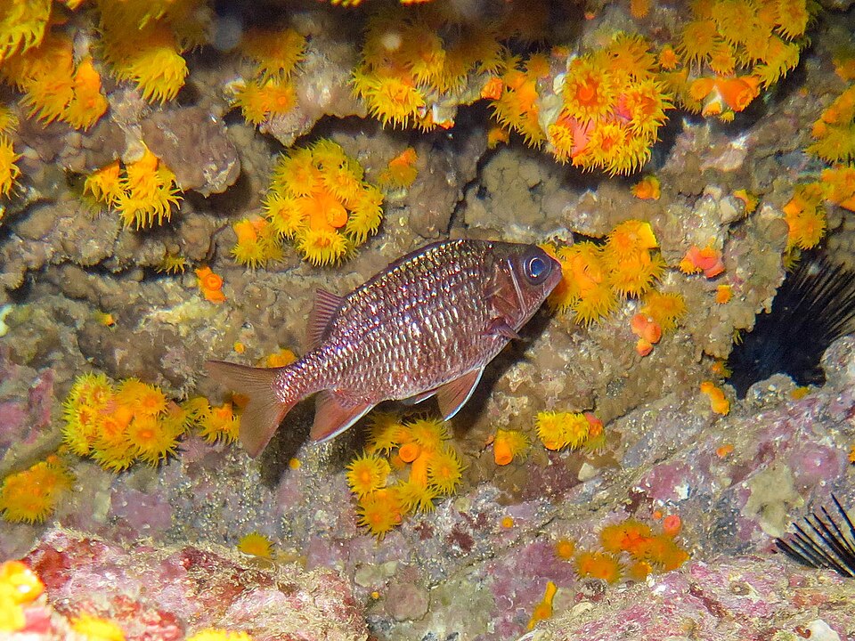 ภาพ ปลาข้าวเม่า suborbitale (Sargocentron suborbitale)