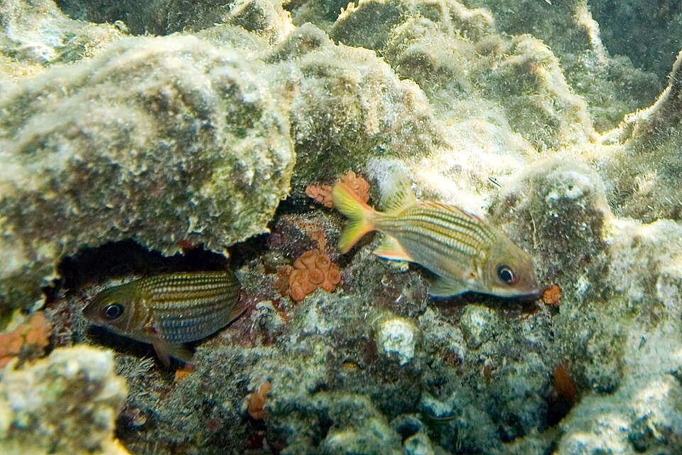 ภาพ ปลาข้าวเม่าคล้ำ (Sargocentron vexillarium)