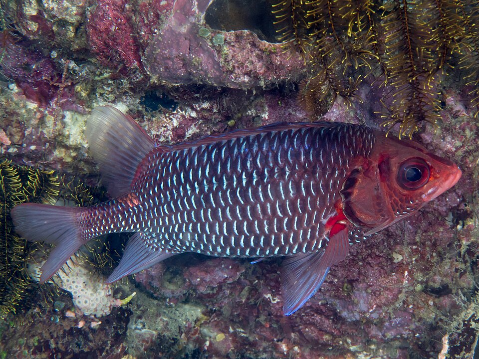 ภาพ ปลาข้าวเม่าแดง (Sargocentron violaceum)