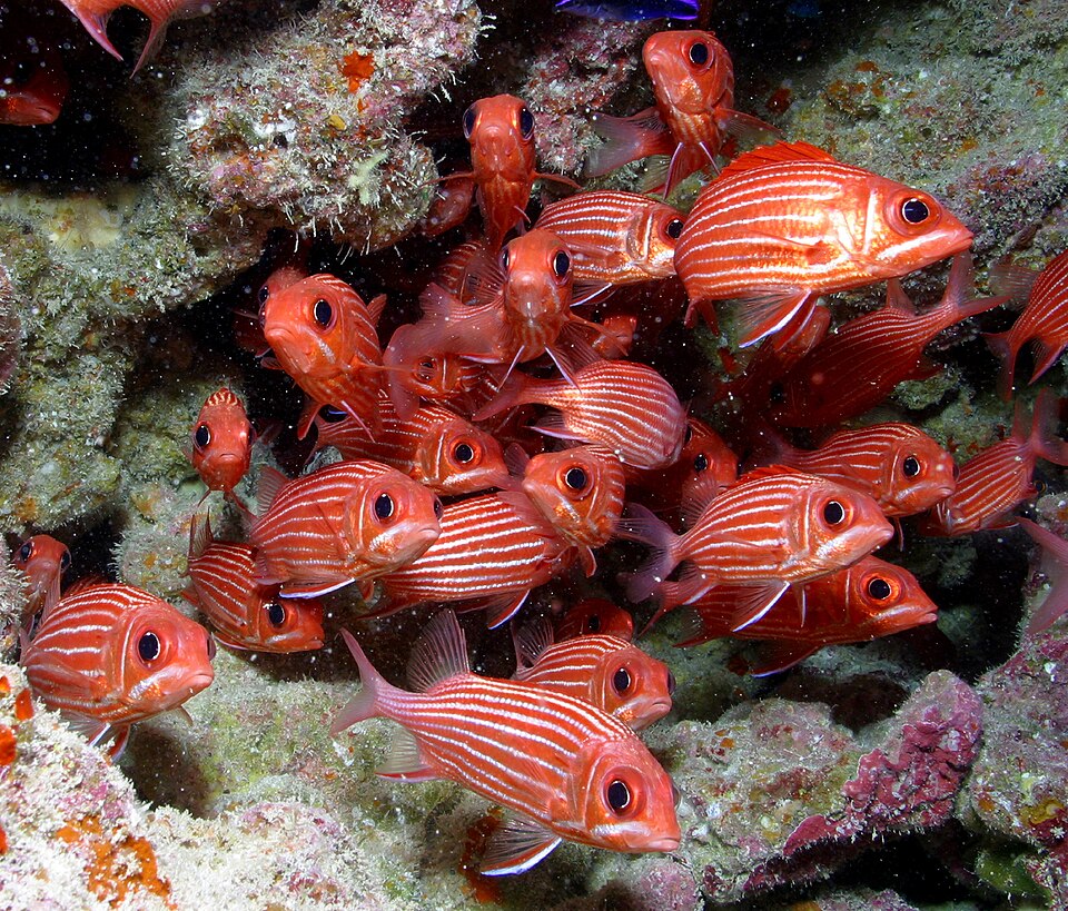 ภาพ ปลาข้าวเม่าฮาวาย (Sargocentron xantherythrum)