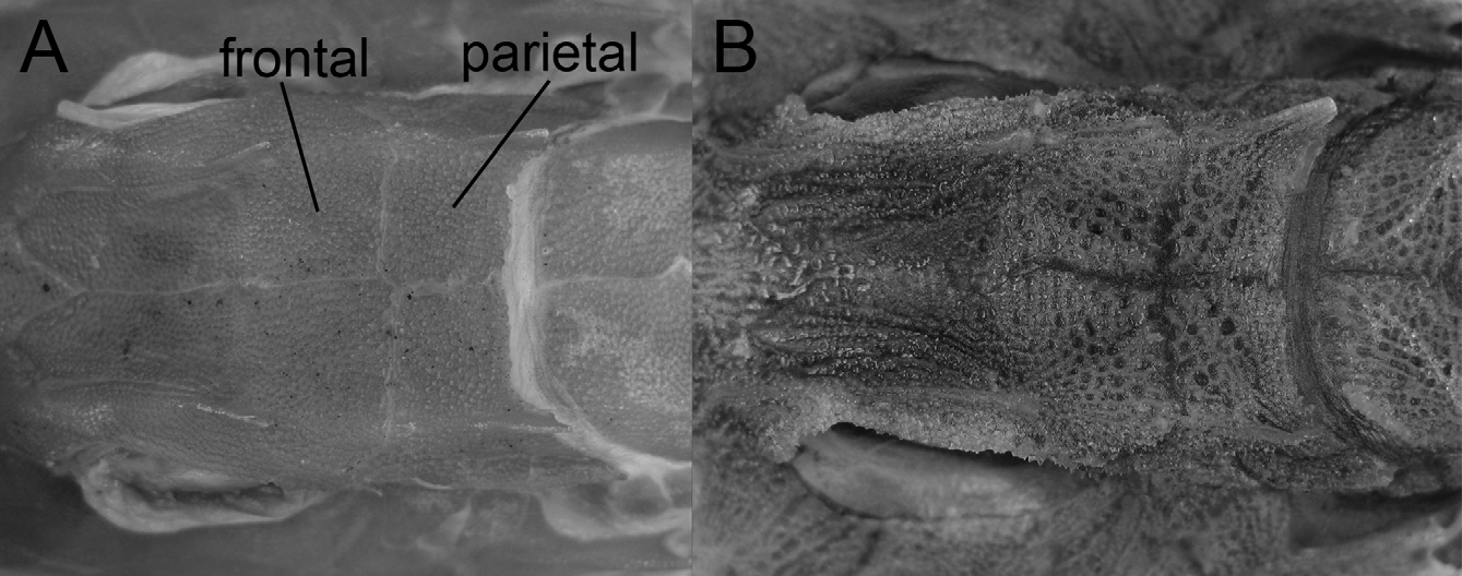 ภาพ ปลา laticeps (Satyrichthys laticeps)