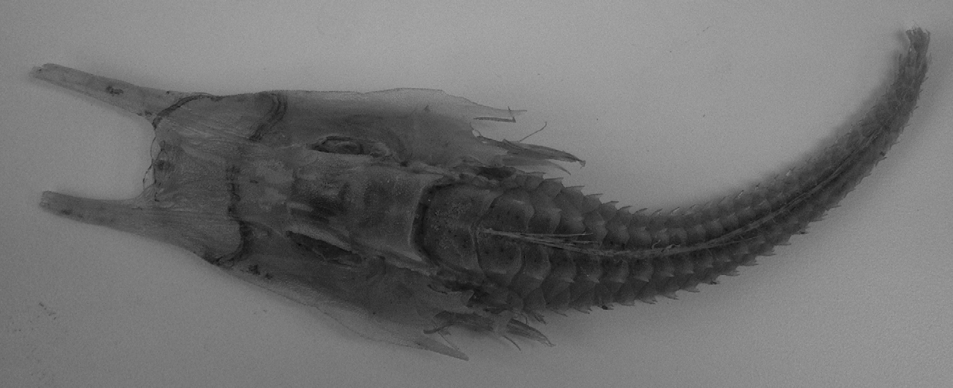 ภาพ ปลา longiceps (Satyrichthys longiceps)