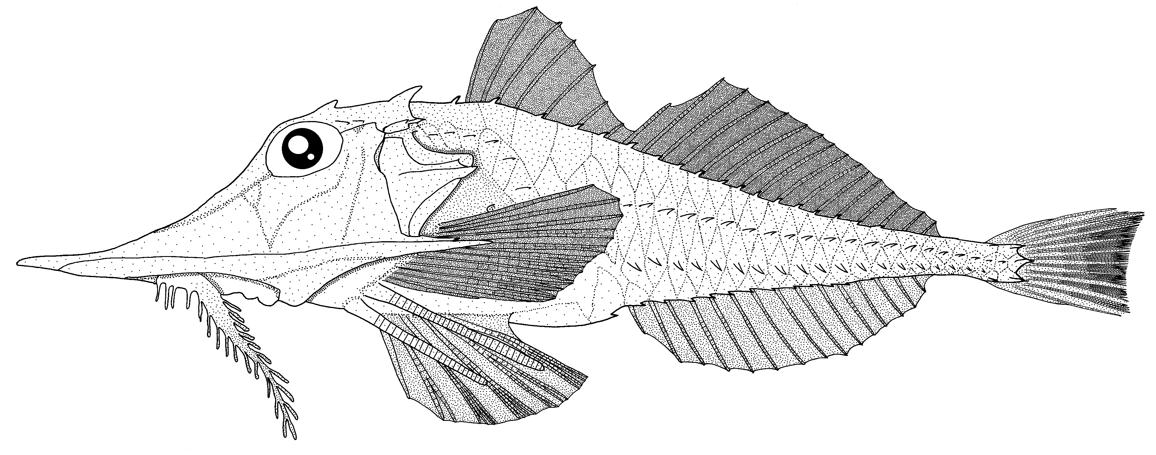 ภาพ ปลา milleri (Satyrichthys milleri)