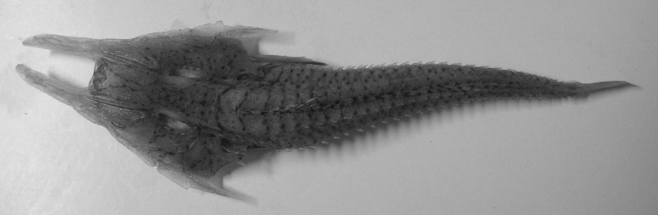 ภาพ ปลา rieffeli (Satyrichthys rieffeli)