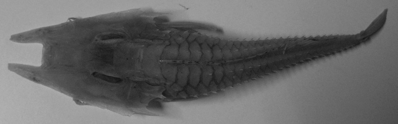ภาพ ปลา welchi (Satyrichthys welchi)