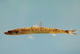 ภาพ ปลา caribbaea (Saurida caribbaea)