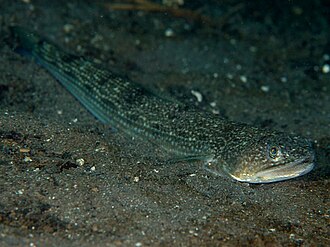 ภาพ ปลา elongata (Saurida elongata)