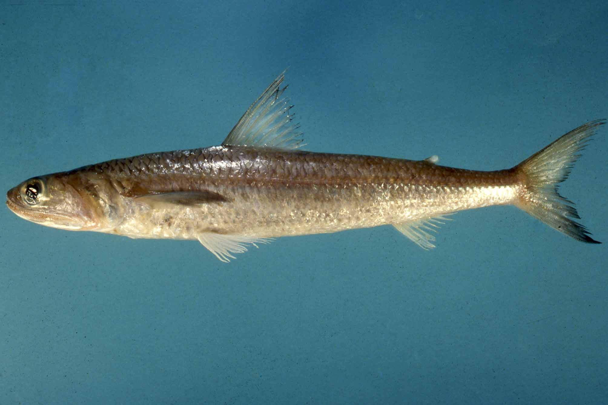 ภาพ ปลา golanii (Saurida golanii)