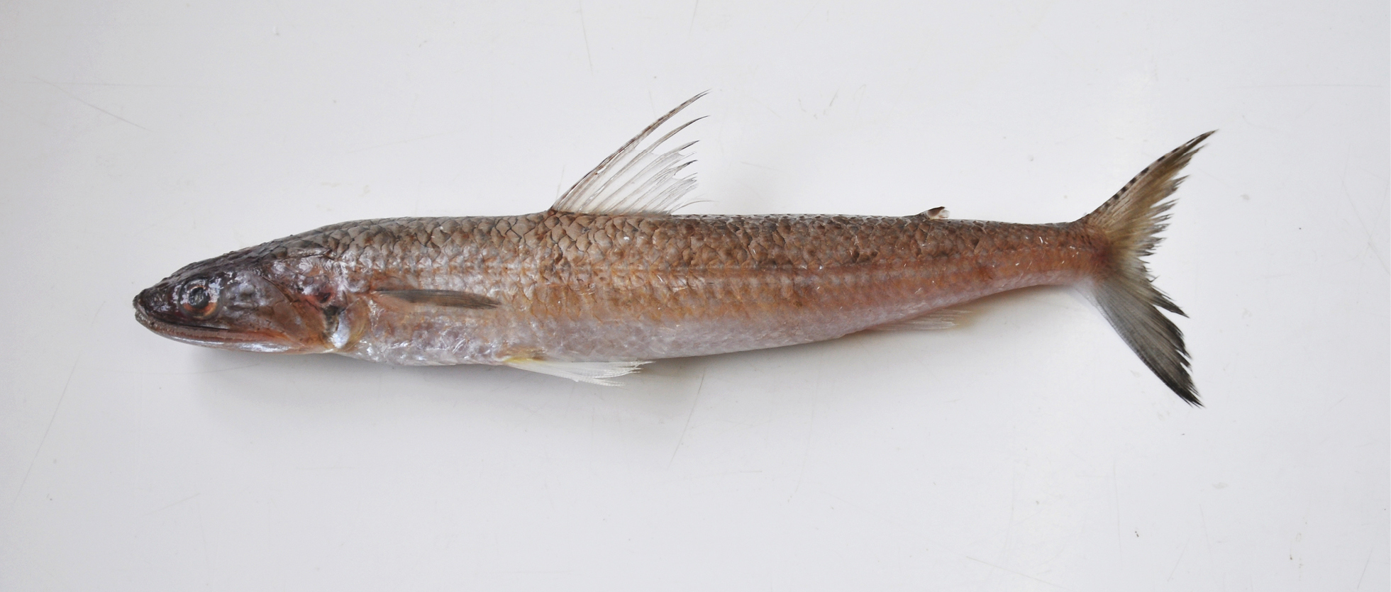 ภาพ ปลา lessepsianus (Saurida lessepsianus)