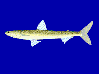 ภาพ ปลา undosquamis (Saurida undosquamis)