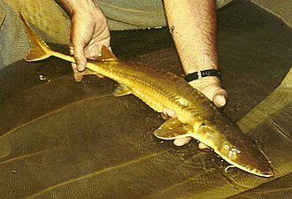 ภาพ ปลา suttkusi (Scaphirhynchus suttkusi)