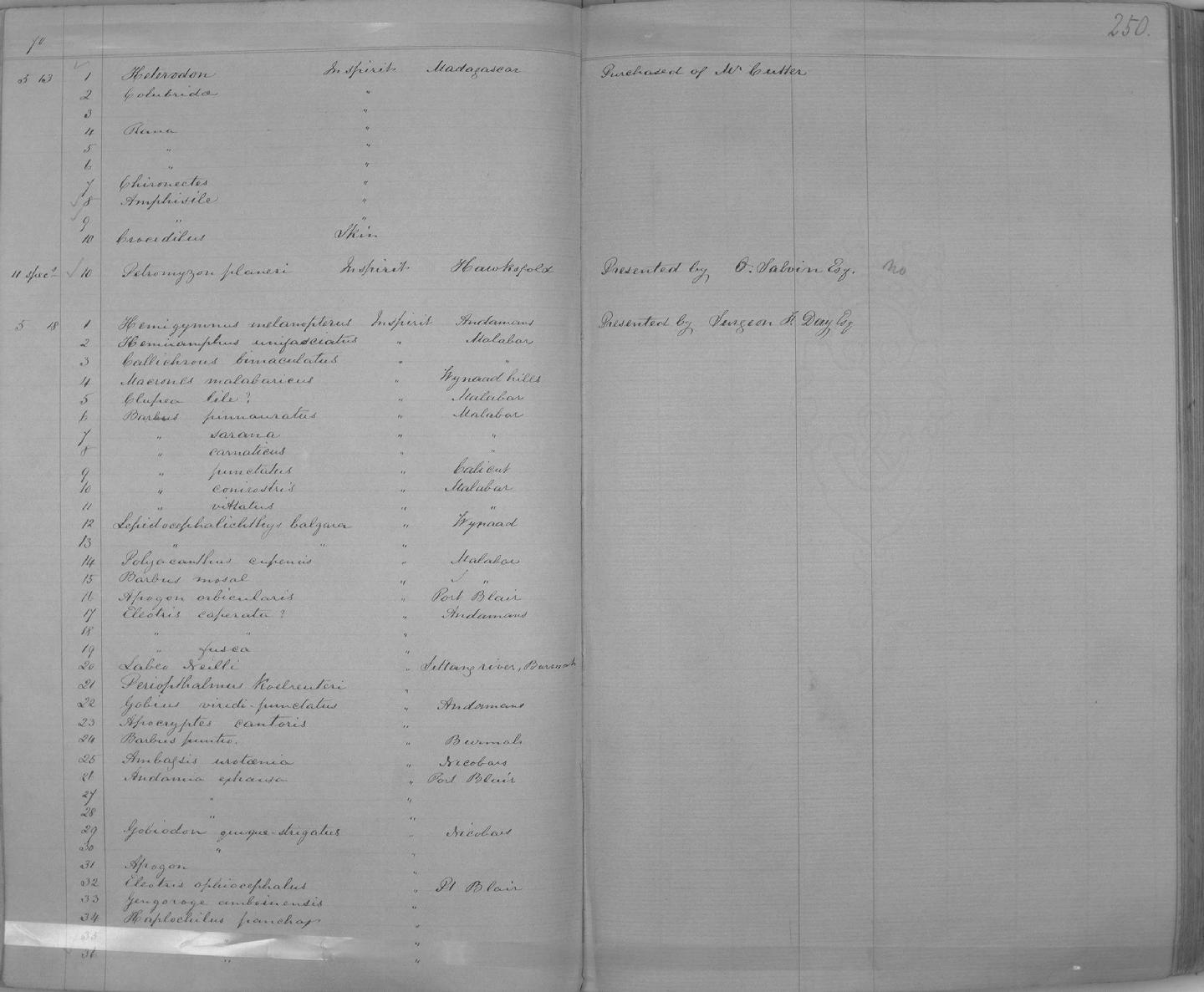 ภาพ ปลาบู่ cantoris (Scartelaos cantoris)