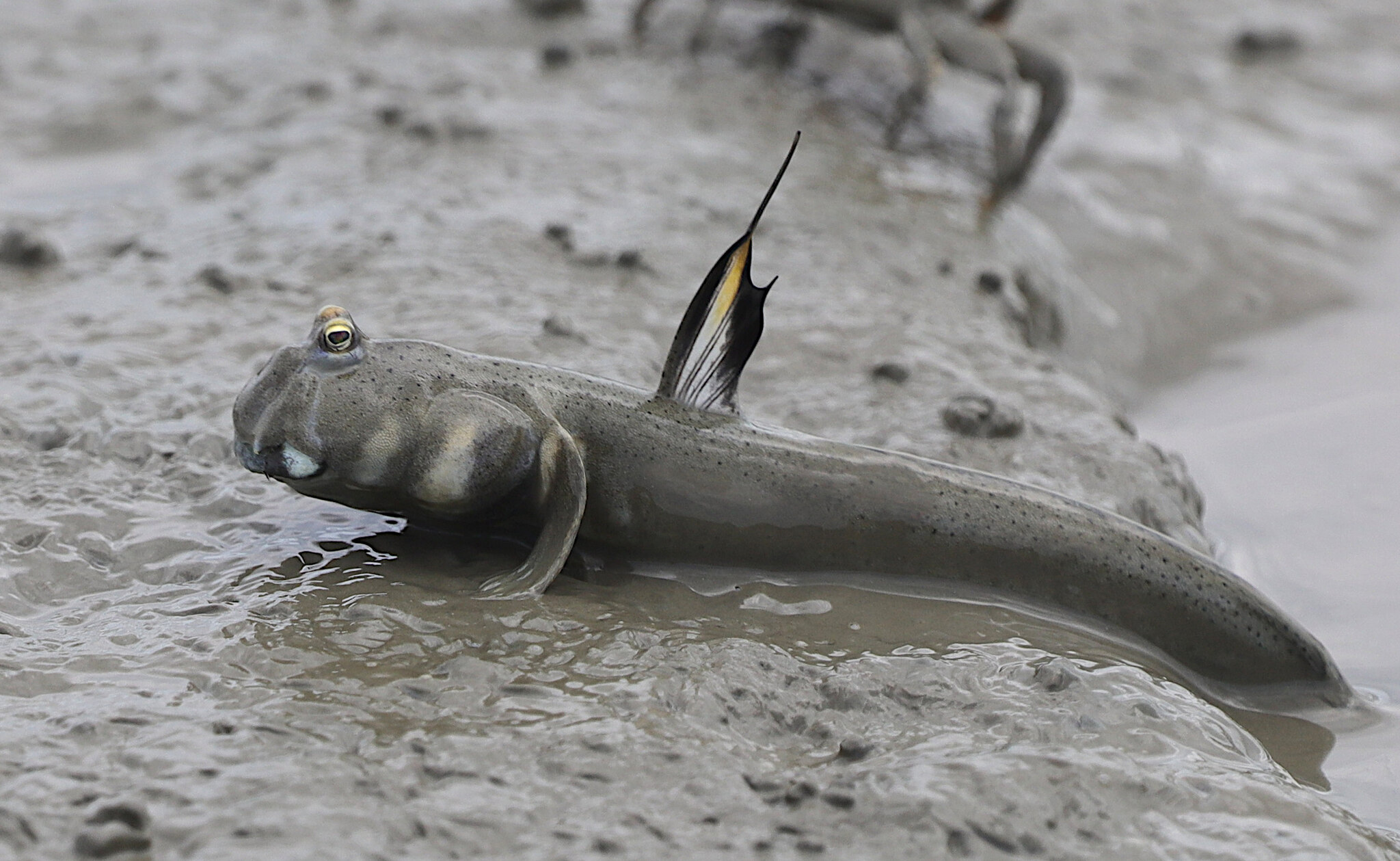ภาพ ปลาบู่ยักษ์ (Scartelaos gigas)