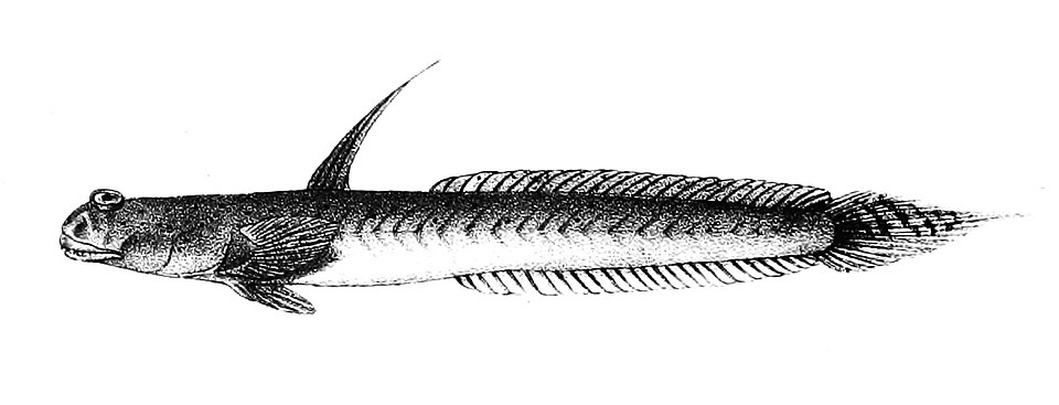 ภาพ ปลาตีนหนวด (Scartelaos histophorus)