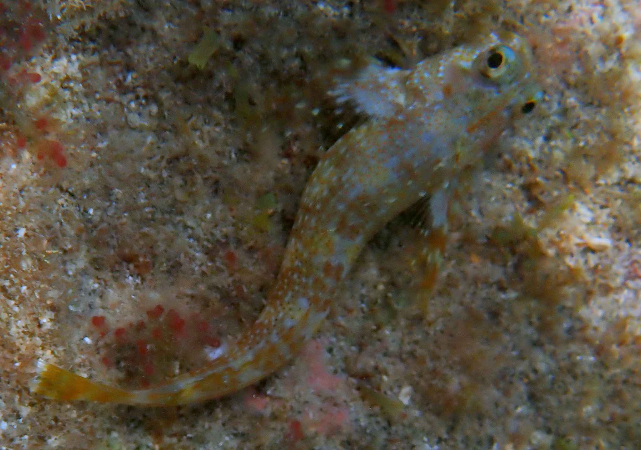 ภาพ ปลาตั๊กแตนหินตั๊กแตนหิน (Scartella caboverdiana)