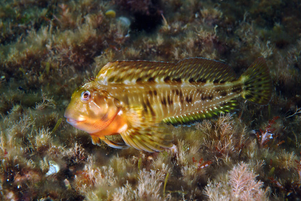 ภาพ ปลาตั๊กแตนหิน cristata (Scartella cristata)